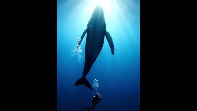 秘密研究 - 深蓝星球：探索海洋深处的未知世界